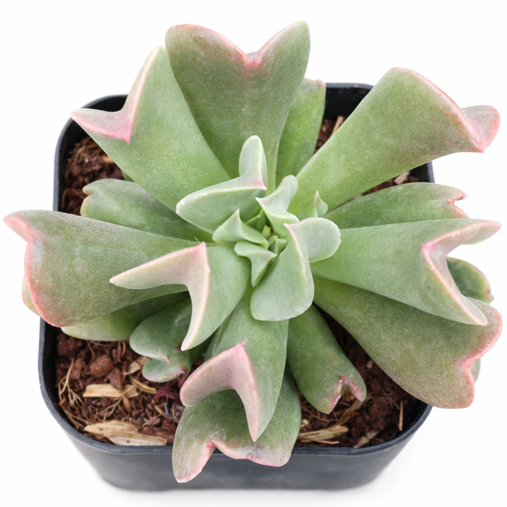 2 inch echeveria dark vader live succulent for sale, silver-blue to burgundy color-shifting rosette, recurved pointed leaf tips curling toward center, slow-growing tight mound habit, easy care minimal watering needs, striking moody accent for desk or windowsill display, dramatic dark-toned gift for succulent enthusiasts