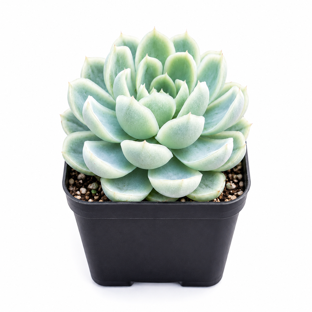 2 inch Echeveria Elegans 'Mexican Snowball' for sale. Echeveria Elegans 'Mexican Snowball' is a drought-tolerant succulent known for its compact rosette and powdery blue-green leaves. It flourishes in sunny locations and requires very little maintenance. This attractive plant is perfect for modern indoor décor and succulent collections.