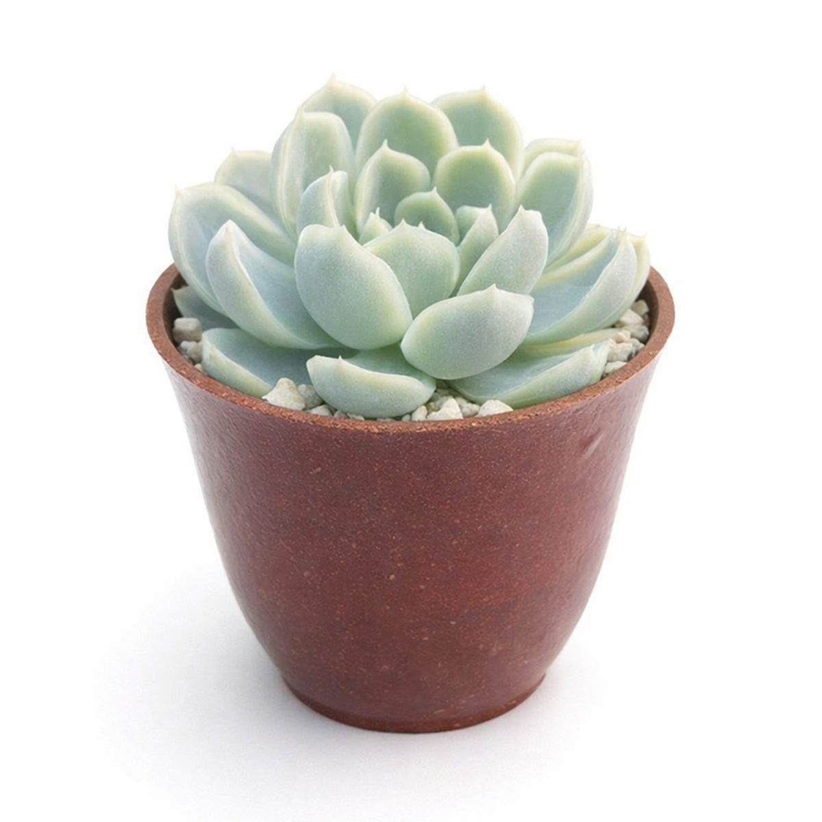 2 inch Echeveria Elegans 'Mexican Snowball' for sale. Echeveria Elegans 'Mexican Snowball' is admired for its perfectly symmetrical rosettes and soft blue-green foliage. It grows best in bright sunlight with fast-draining soil and occasional watering. This easy-care succulent is ideal for beginners and experienced collectors alike.