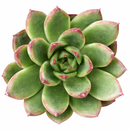 2 inch echeveria 'fiesta' live succulent for sale, vivid two-toned rosette with fresh green leaves and bright red-pink margins, compact and steadily growing succulent form, easy care drought tolerant and pet friendly, color deepens beautifully with good light exposure, charming decorative accent for windowsills and shelves in a clay pot, a memorable and lasting gift for any plant lover
