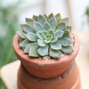 buy echeveria forte live air plant 2 inch online, architectural rosette with thick waxy leaves in silvery-jade with deep burgundy margins, cold-hardy succulent adapted to both bright and partial shade environments, responds well to rotation for even aesthetic development and cool nighttime temperatures for flower production, excellent tolerance for arid heated spaces, perfect indoor desk plant display, rare collector plant gift