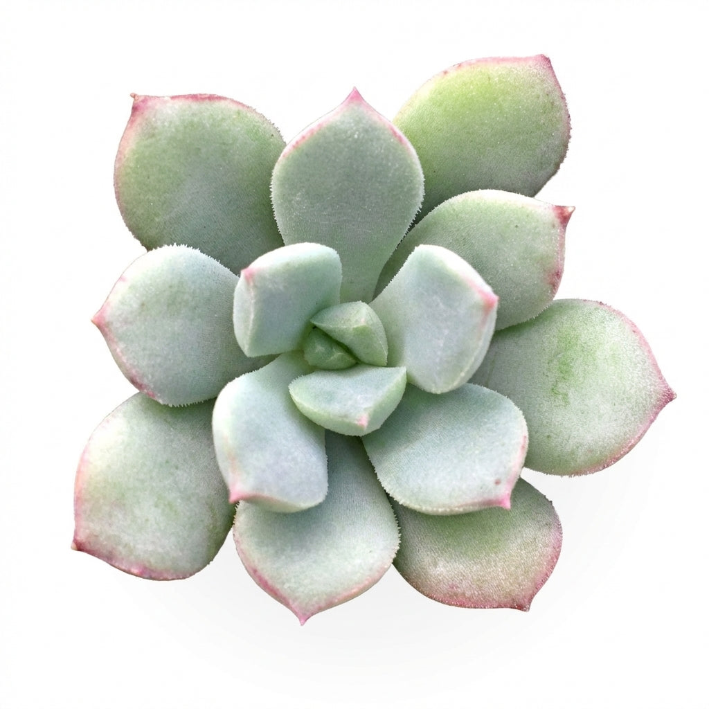 buy echeveria 'green goddess' live succulent 2 inch online, mint green rosette form, smooth fleshy leaves with subtle pink blush at tips, compact symmetrical growth, drought tolerant easy care succulent, elegant desk or windowsill accent, thoughtful low maintenance gift for plant lovers