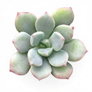 2 inch echeveria 'green goddess' live succulent for sale, soft green fleshy rosette with symmetrical leaf arrangement and curved tips, compact non-trailing habit ideal for desks and windowsills, drought tolerant and beginner friendly, in a natural clay pot, elegant botanical gift idea, perfect for succulent arrangements or standalone display