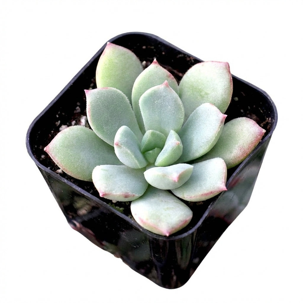 2 inch echeveria 'green goddess' live succulent for sale, vibrant soft green symmetrical rosette, smooth elongated leaves with gently curved tips, slow grower with offset clusters forming at base, displayed in a white modern pot, clean minimalist home decor statement, lovely housewarming or desk gift