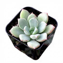 2 inch echeveria 'green goddess' live succulent for sale, soft green fleshy rosette with symmetrical leaf arrangement and curved tips, compact non-trailing habit ideal for desks and windowsills, drought tolerant and beginner friendly, in a natural clay pot, elegant botanical gift idea, perfect for succulent arrangements or standalone display