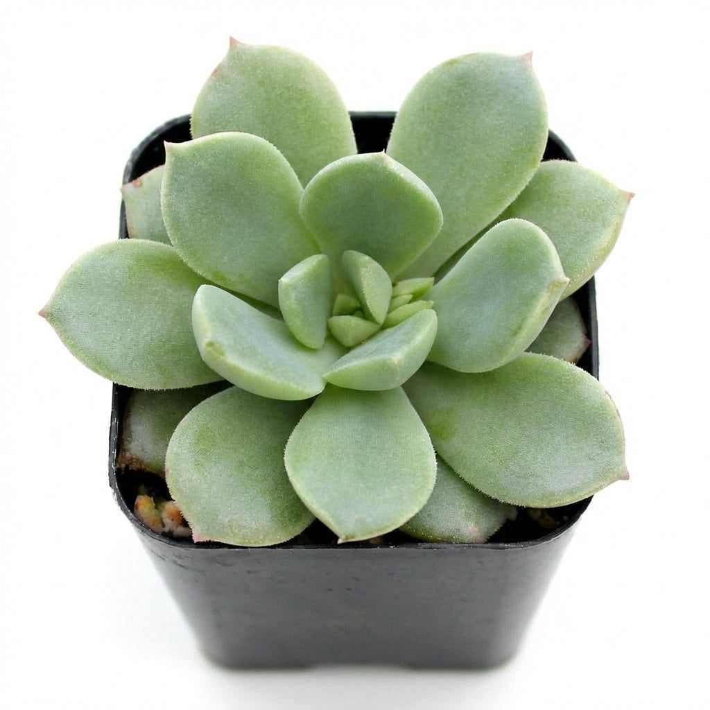 2 inch echeveria 'green goddess' live succulent for sale, pale green chunky leaf rosette with textured surface detail, symmetrical open form producing offsets, drought tolerant and low maintenance, housed in a durable plastic pot, bright windowsill or shelf accent, a beautiful and practical living gift