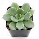 2 inch echeveria 'green goddess' live succulent for sale, soft green fleshy rosette with symmetrical leaf arrangement and curved tips, compact non-trailing habit ideal for desks and windowsills, drought tolerant and beginner friendly, in a natural clay pot, elegant botanical gift idea, perfect for succulent arrangements or standalone display