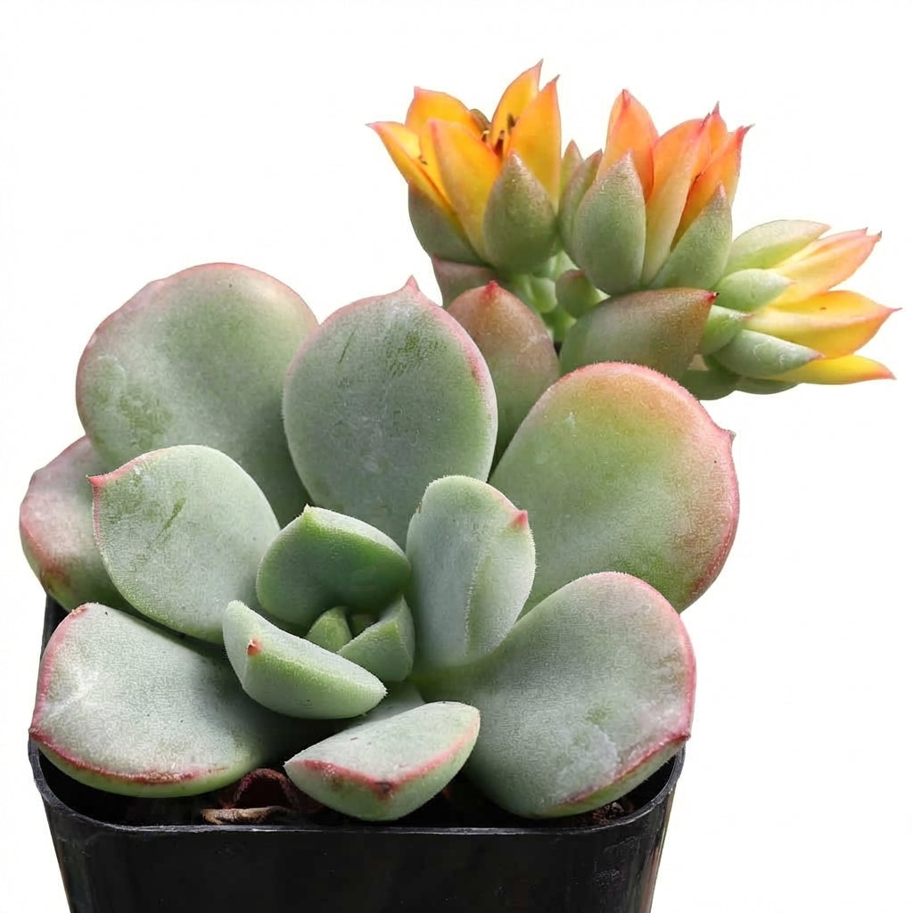 buy echeveria 'green goddess' live succulent 2 inch online, soft mint green rosette with fleshy curved leaves and subtle pink tips, compact slow-growing form ideal for small spaces, non-toxic and pet safe, presented in a terracotta clay pot, warm natural decor accent, thoughtful gift for beginners and collectors alike