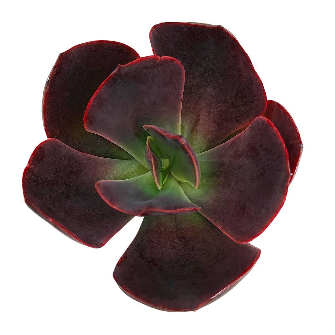 buy echeveria hanaikada live succulent 2 inch online, in a classic terracotta clay pot, bronze-purple to burgundy rosette with a distinct metallic sheen on smooth flat leaves, robust and architectural japanese hybrid form, thrives in bright direct sunlight with infrequent watering, adds sculptural drama to a sunny patio or indoor shelf, makes a lasting gift that grows more striking over time