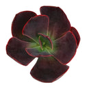 4 inch echeveria hanaikada live succulent for sale, in a custom decorative pot, stunning rosette displaying purple and burgundy tones that deepen with sun exposure, spade-shaped flat leaves densely arranged with robust leathery feel, drought tolerant and pet friendly japanese hybrid cultivar, a showstopping decorative element for indoor or patio gardens, a rare and sophisticated gift for any plant enthusiast