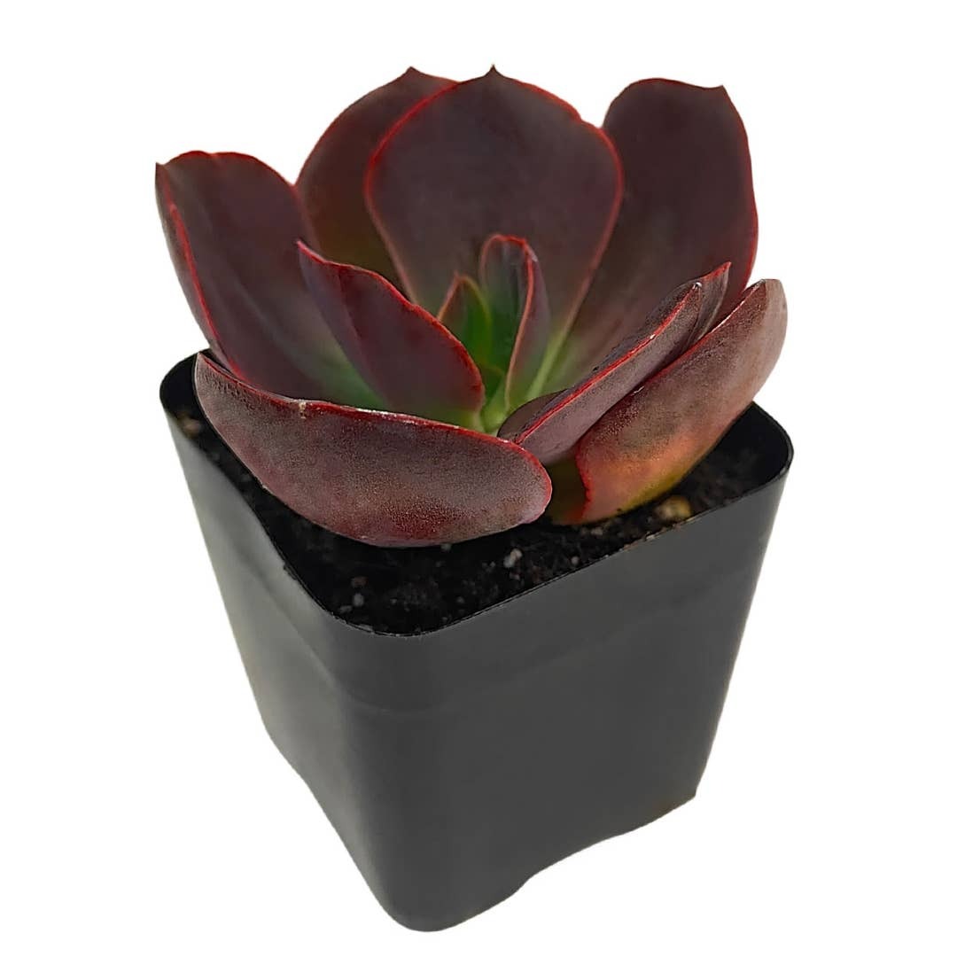buy echeveria hanaikada live succulent 2 inch online, displayed in a natural bamboo pot, rosette of broadly cupped green and burgundy fleshy leaves with a leathery robust texture, compact slow-growing japanese hybrid with architectural presence, needs bright sun and well-draining gritty soil, a stylish eco-friendly accent for windowsills or tabletops, perfect sustainable gift for plant lovers