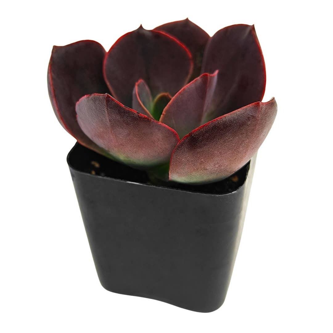 4 inch echeveria hanaikada live succulent for sale, in a clean white modern pot, deep chocolate-burgundy rosette with spade-shaped leaves and blue-grey highlights, slow-growing collector cultivar with stunning seasonal color shifts, drought tolerant and beginner friendly, a refined accent piece for minimalist contemporary interiors, a meaningful and enduring gift for succulent enthusiasts