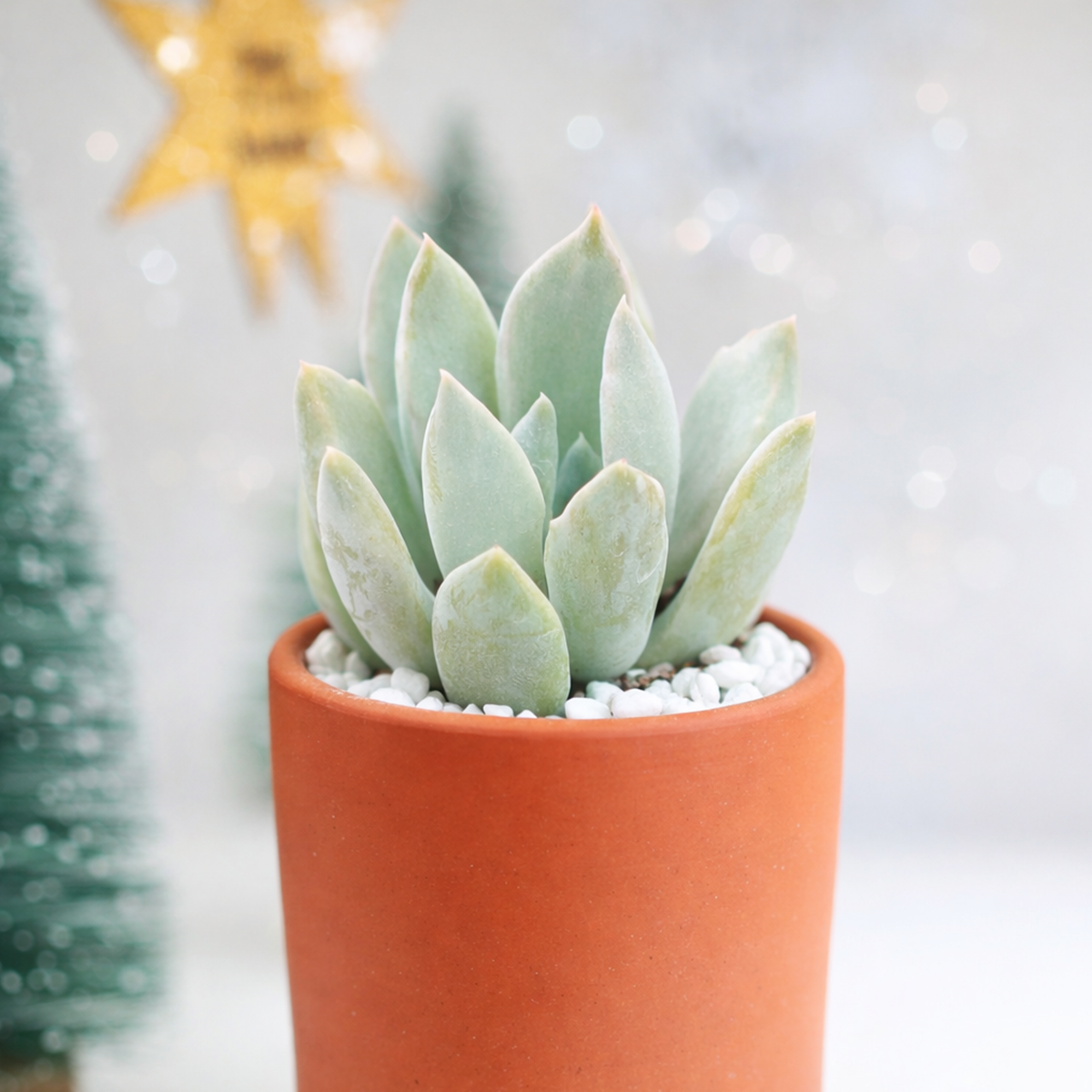 buy echeveria 'machete' live succulent 2 inch online, silvery pale grey rosette, bumpy ridged leaf texture, upright open rosette form, monstrose irregular leaf tips, drought tolerant low maintenance, sculptural architectural accent for modern windowsill decor, a rare and unique gift for plant collectors