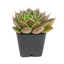 2 inch echeveria manana live succulent for sale in white modern pot, stunning farina-coated rosette glowing with matte silvery blue and lavender tones, thick upturned leaves forming a tight sculptural rosette, drought tolerant and easy care for busy plant owners, pet safe non toxic and beginner friendly, a sleek stylish accent for modern homes and bright interiors, a thoughtful and beautiful gift for succulent collectors