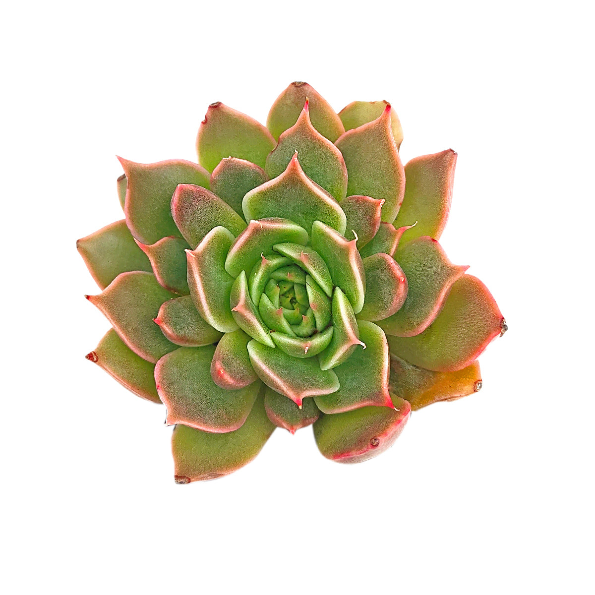 2 inch echeveria manana live succulent for sale in clay pot, heavily farina-coated leaves with a matte powder blue tone, compact rosette with architectural presence, lavender pink blush under bright sunlight, slow growing and tidy for years, an elegant natural accent for terracotta styled shelves, a charming pet safe gift for plant lovers