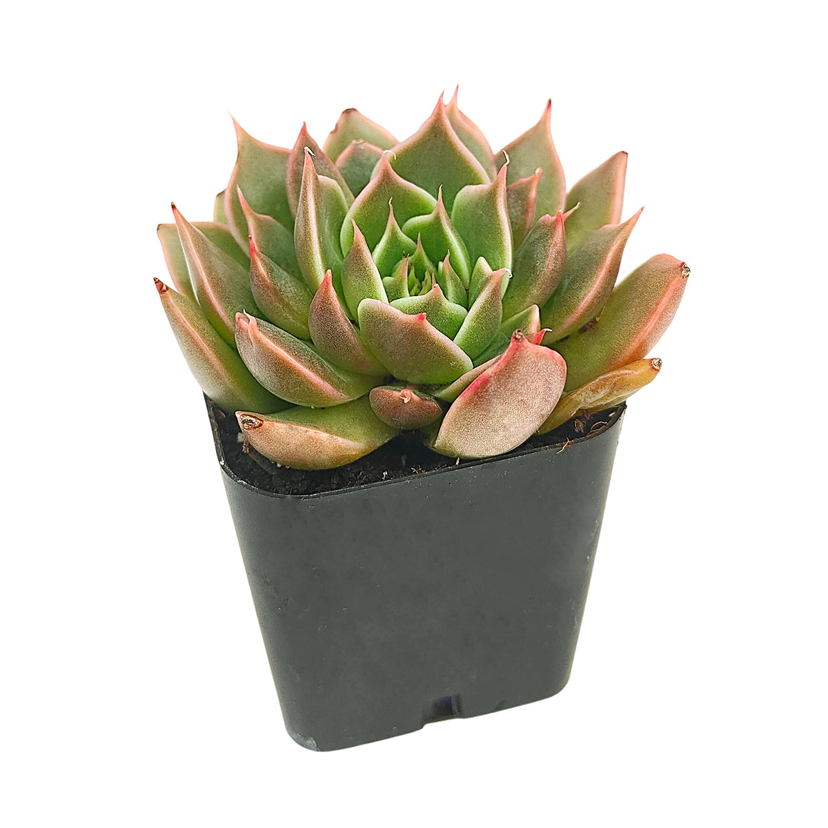 buy echeveria manana live succulent 2 inch online in white modern pot, glowing frosted silvery rosette with pastel color shifts, thick fleshy upturned leaves with fine pointed tips, hardy pest resistant due to natural wax coating, low water needs and easy to maintain, a sleek contemporary windowsill or countertop accent, a stunning gift for minimalist home decor lovers