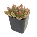 2 inch echeveria manana live succulent for sale in white modern pot, stunning farina-coated rosette glowing with matte silvery blue and lavender tones, thick upturned leaves forming a tight sculptural rosette, drought tolerant and easy care for busy plant owners, pet safe non toxic and beginner friendly, a sleek stylish accent for modern homes and bright interiors, a thoughtful and beautiful gift for succulent collectors