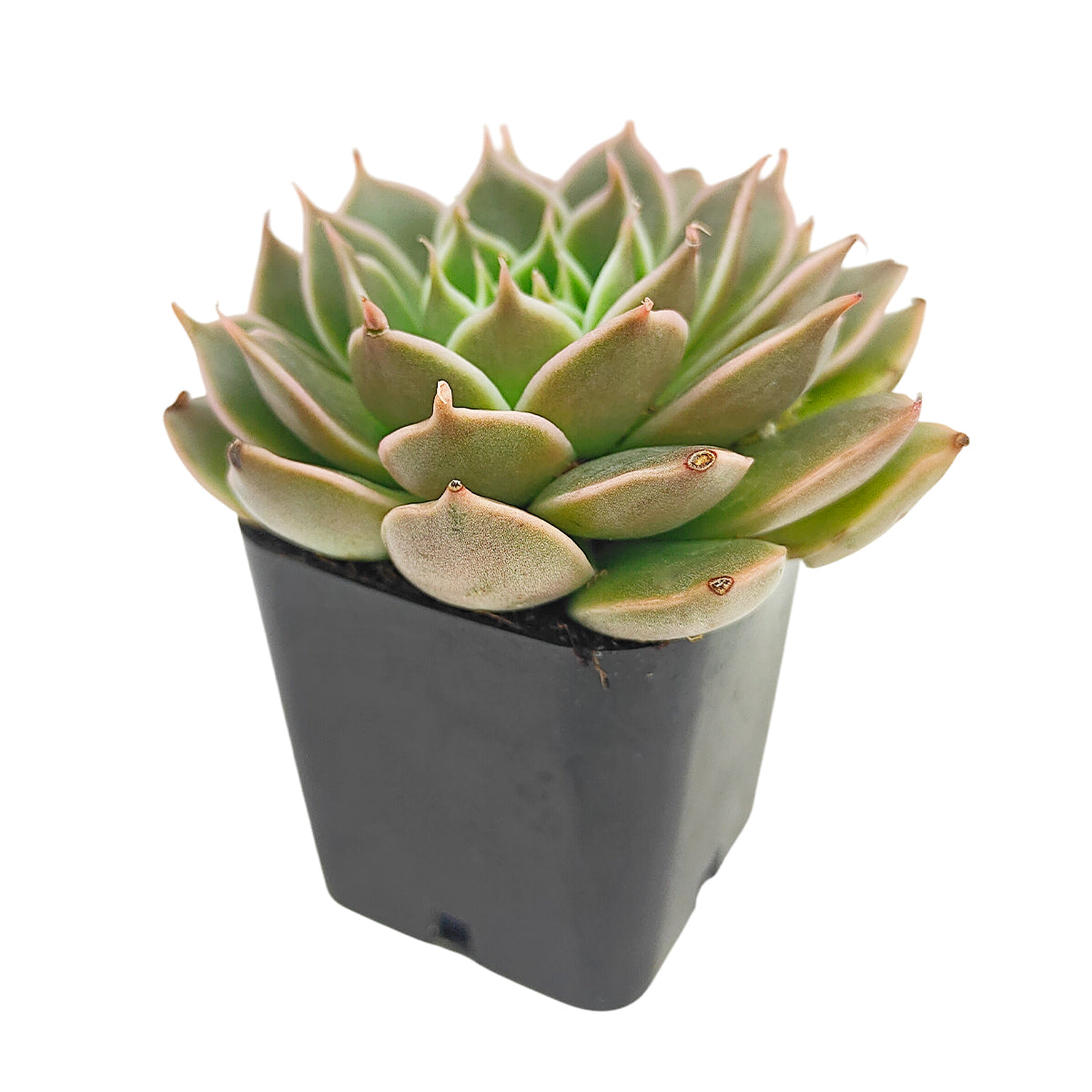 buy echeveria manana live succulent 2 inch online, thick pastel leaves coated in heavy farina with a matte silvery finish, compact rosette blushing lavender and pink in bright conditions, slow growing tidy form ideal for small spaces, beginner friendly and pet safe succulent, a graceful architectural accent for any sunlit space, an excellent gift for succulent lovers of all experience levels
