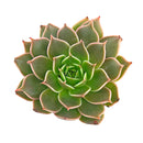 2 inch echeveria manana live succulent for sale in white modern pot, stunning farina-coated rosette glowing with matte silvery blue and lavender tones, thick upturned leaves forming a tight sculptural rosette, drought tolerant and easy care for busy plant owners, pet safe non toxic and beginner friendly, a sleek stylish accent for modern homes and bright interiors, a thoughtful and beautiful gift for succulent collectors