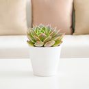 2 inch echeveria manana live succulent for sale in white modern pot, stunning farina-coated rosette glowing with matte silvery blue and lavender tones, thick upturned leaves forming a tight sculptural rosette, drought tolerant and easy care for busy plant owners, pet safe non toxic and beginner friendly, a sleek stylish accent for modern homes and bright interiors, a thoughtful and beautiful gift for succulent collectors
