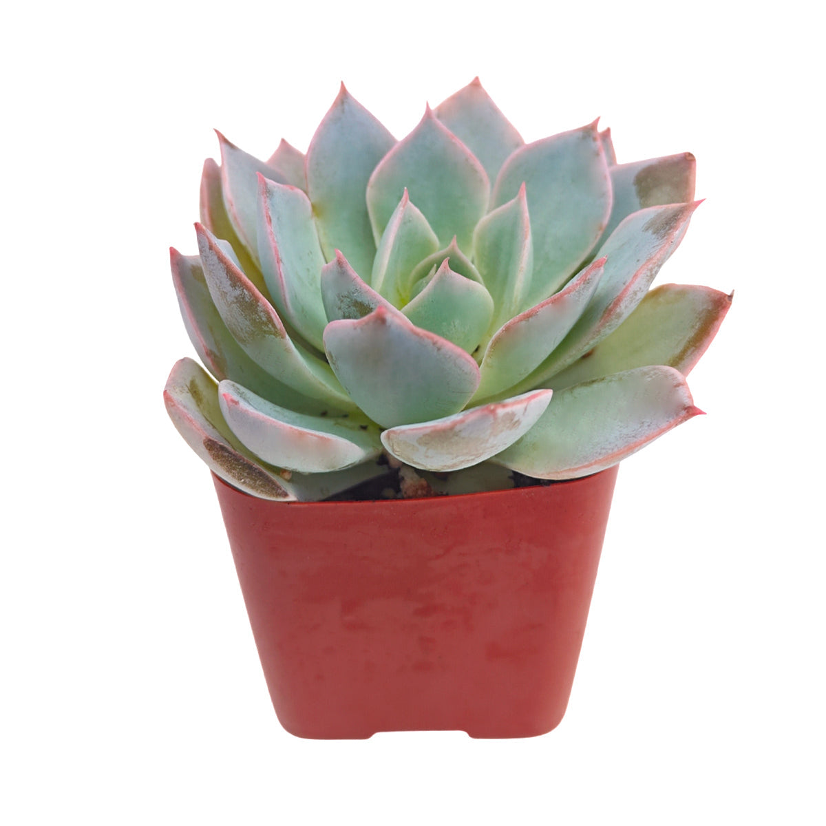 4 inch echeveria subsessilis succulent - echeveria morning beauty live succulent for sale, pale blue-grey spoon-shaped leaves with rosy pink margins, silvery misted appearance from natural epicuticular wax, rosette growth form with occasional offsets