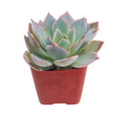 4 inch echeveria subsessilis succulent - echeveria morning beauty live succulent for sale, stunning grey-blue rosette with bright pink-edged margins, powdery farina texture giving a frosted look, slow-growing compact architectural succulent