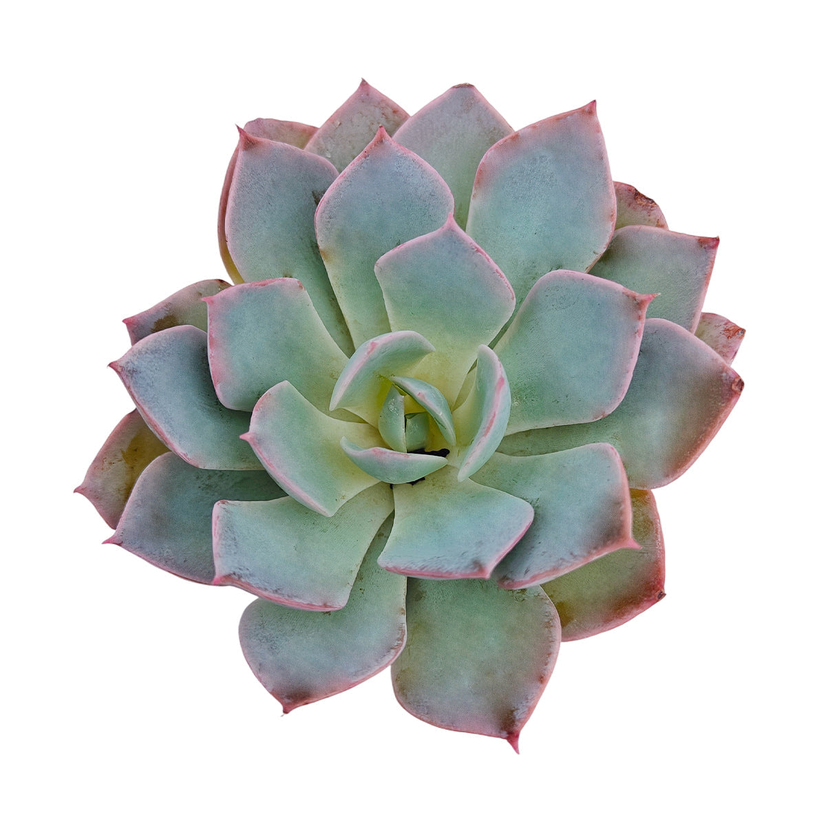 buy echeveria subsessilis succulent - echeveria morning beauty live succulent 2 inch online, blue-green pastel rosette with pink and lilac leaf tips, thick fleshy waxy leaves, compact non-trailing form suited for small spaces