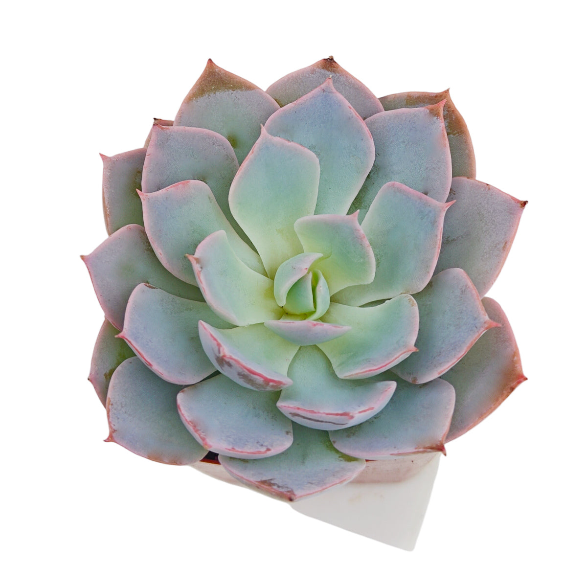 4 inch echeveria subsessilis succulent - echeveria morning beauty live succulent for sale, stunning grey-blue rosette with bright pink-edged margins, powdery farina texture giving a frosted look, slow-growing compact architectural succulent