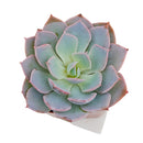 4 inch echeveria subsessilis succulent - echeveria morning beauty live succulent for sale, stunning grey-blue rosette with bright pink-edged margins, powdery farina texture giving a frosted look, slow-growing compact architectural succulent