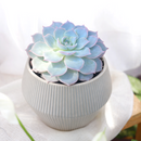 4 inch echeveria subsessilis succulent - echeveria morning beauty live succulent for sale, stunning grey-blue rosette with bright pink-edged margins, powdery farina texture giving a frosted look, slow-growing compact architectural succulent
