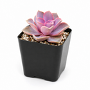 Buy Echeveria Perle Von Nurnberg 2 inch online. Echeveria Perle Von Nurnberg is a stunning succulent with soft lavender-gray leaves arranged in a graceful rosette. It thrives in bright light and well-draining soil with minimal watering. This elegant, low-maintenance plant is perfect for succulent collections, windowsills, and indoor décor.