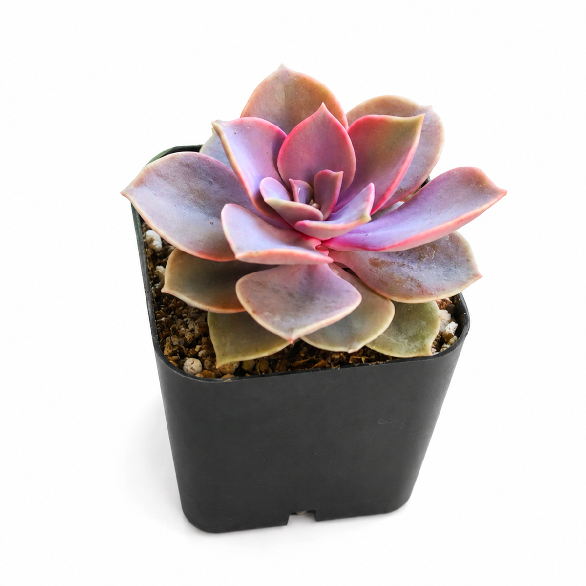 Buy Echeveria Perle Von Nurnberg 4 inch online. This elegant succulent features broad, fleshy leaves with soft lavender and silvery hues arranged in a perfect rosette. It prefers bright light, well-draining soil, and infrequent watering for healthy growth. It is a beautiful choice for succulent enthusiasts and indoor plant lovers.