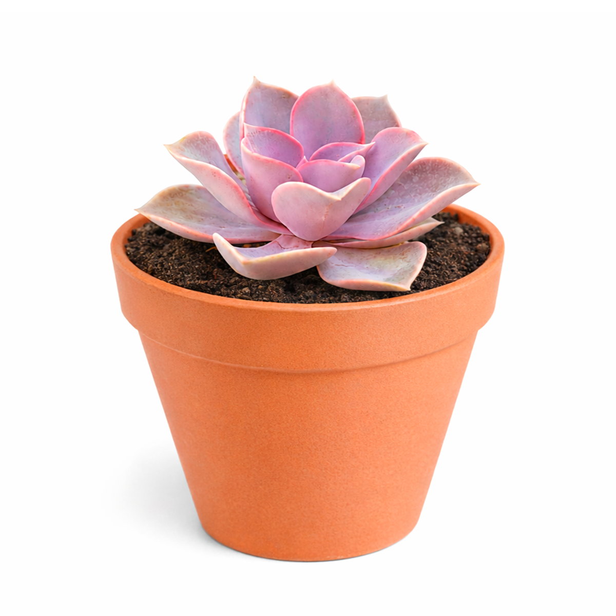 Buy Echeveria Perle Von Nurnberg 2 inch online. Echeveria Perle Von Nurnberg is a stunning succulent with soft lavender-gray leaves arranged in a graceful rosette. It thrives in bright light and well-draining soil with minimal watering. This elegant, low-maintenance plant is perfect for succulent collections, windowsills, and indoor décor.