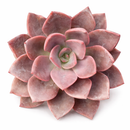 2 inch echeveria 'phyllis collis' live succulent for sale, striking red-purple rosette dusted in soft powdery farina, symmetrical tight form, vivid color that deepens in bright sun, drought tolerant and low maintenance, stunning accent for modern or bohemian indoor spaces, a thoughtful gift for succulent collectors