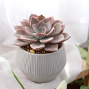 2 inch echeveria 'phyllis collis' live succulent for sale, striking red-purple rosette dusted in soft powdery farina, symmetrical tight form, vivid color that deepens in bright sun, drought tolerant and low maintenance, stunning accent for modern or bohemian indoor spaces, a thoughtful gift for succulent collectors