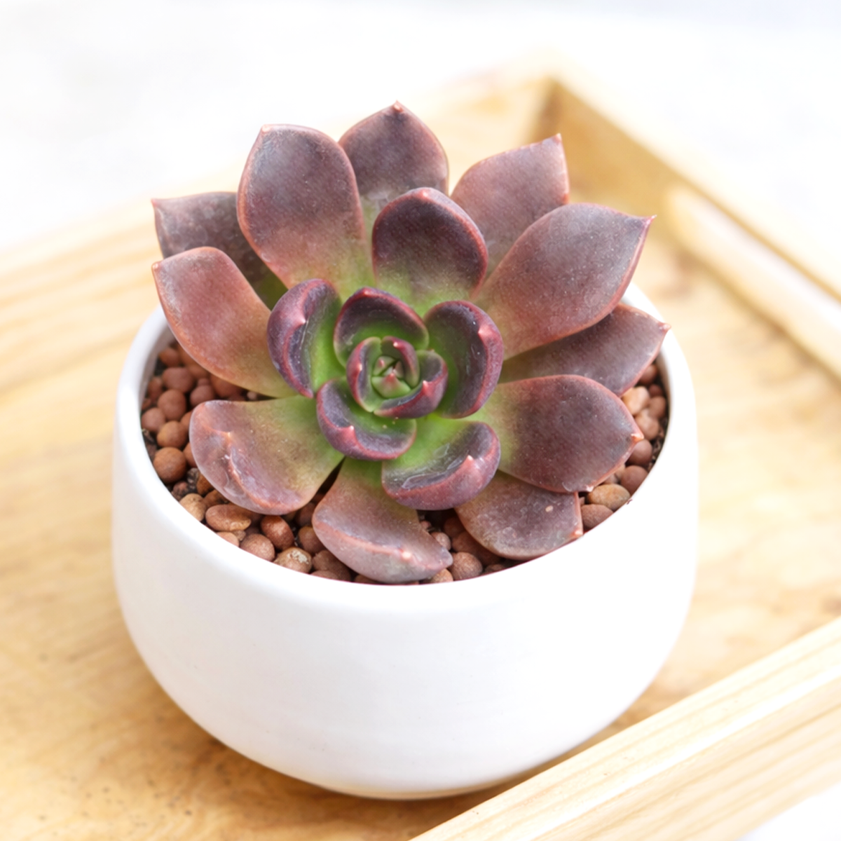 buy echeveria preta live succulent 2 inch online, deep plum to near-black pointed leaves, dense sculptural rosette form, dramatic dark purple foliage with bright green center, low maintenance drought tolerant succulent, bold architectural accent for modern shelves, perfect rare collector gift for succulent lovers, plastic pot