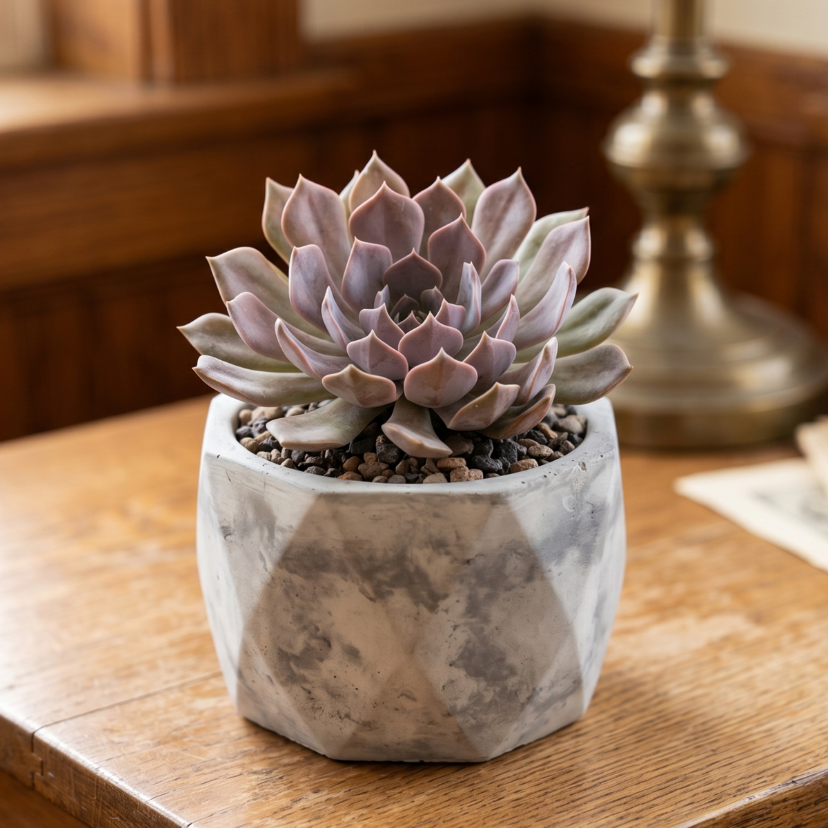 2 inch echeveria 'rob roy' live succulent for sale, purple rosette fleshy leaves, architectural form, indoor decor, gift plant