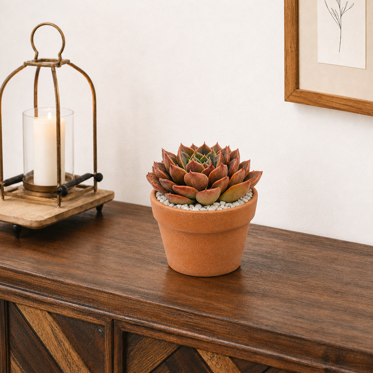 buy echeveria 'romance' live succulent 2 inch online, ocean blue rosette with sparkling leaf surface, pale soft margins, crimson-tipped leaves in bright light, compact symmetrical form, drought tolerant and easy care, elegant succulent accent for a sunny desk or shelf, a beautiful living gift for plant lovers