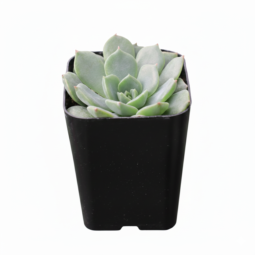 2 inch echeveria sofia live succulent for sale, lush green rosette with peachy pink leaf tips in bright sun, smooth thick leaves with architectural symmetry, slow-growing and drought tolerant with minimal watering needs