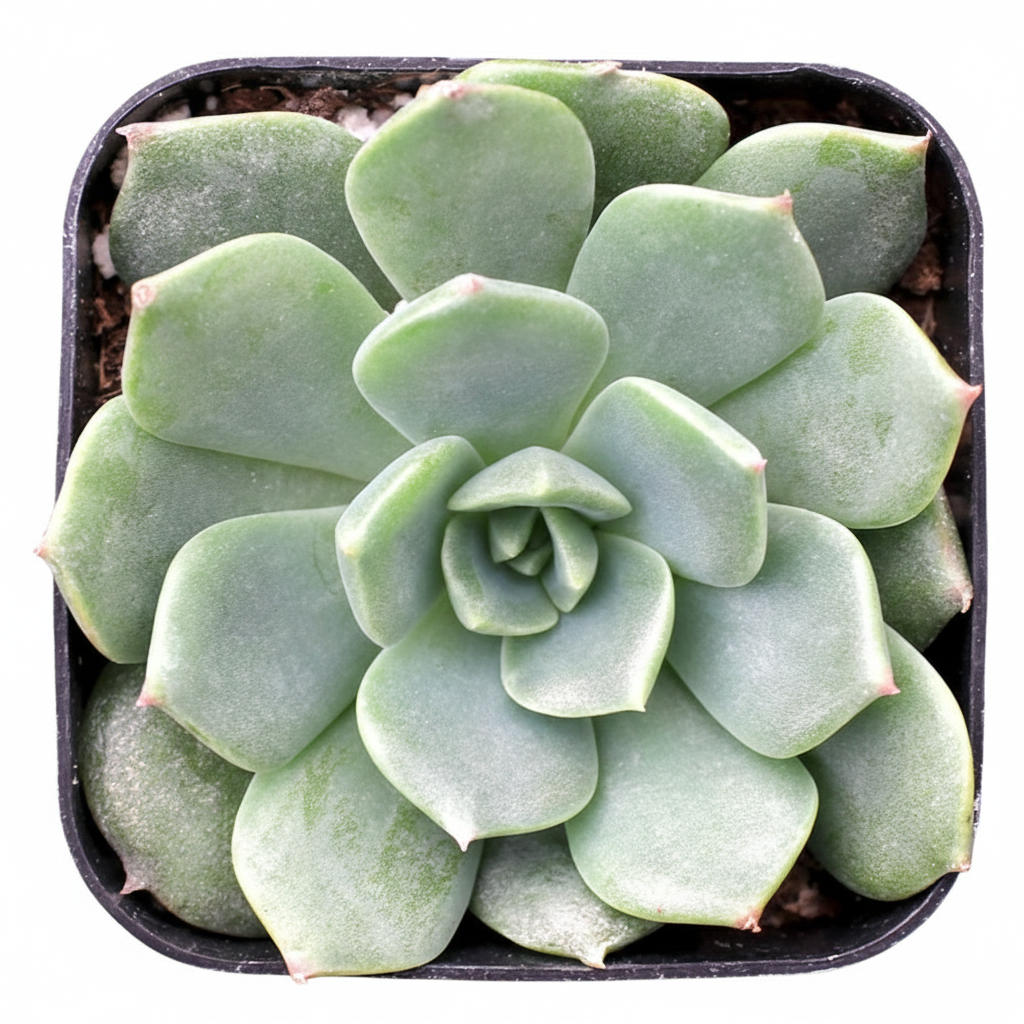 buy echeveria sofia live succulent 2 inch online, rich emerald green leaves arranged in tight geometric rosette, fleshy thick leaves with subtle pink blush at margins, upright rosette form with potential for red tubular spring blooms
