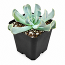2 inch Echeveria runyonii 'Topsy Turvy' for sale. Echeveria runyonii 'Topsy Turvy' is admired for its distinctive twisted foliage and compact growth habit. It grows best in full sun to bright, indirect light and requires infrequent watering. This eye-catching succulent is ideal for beginners and collectors alike.