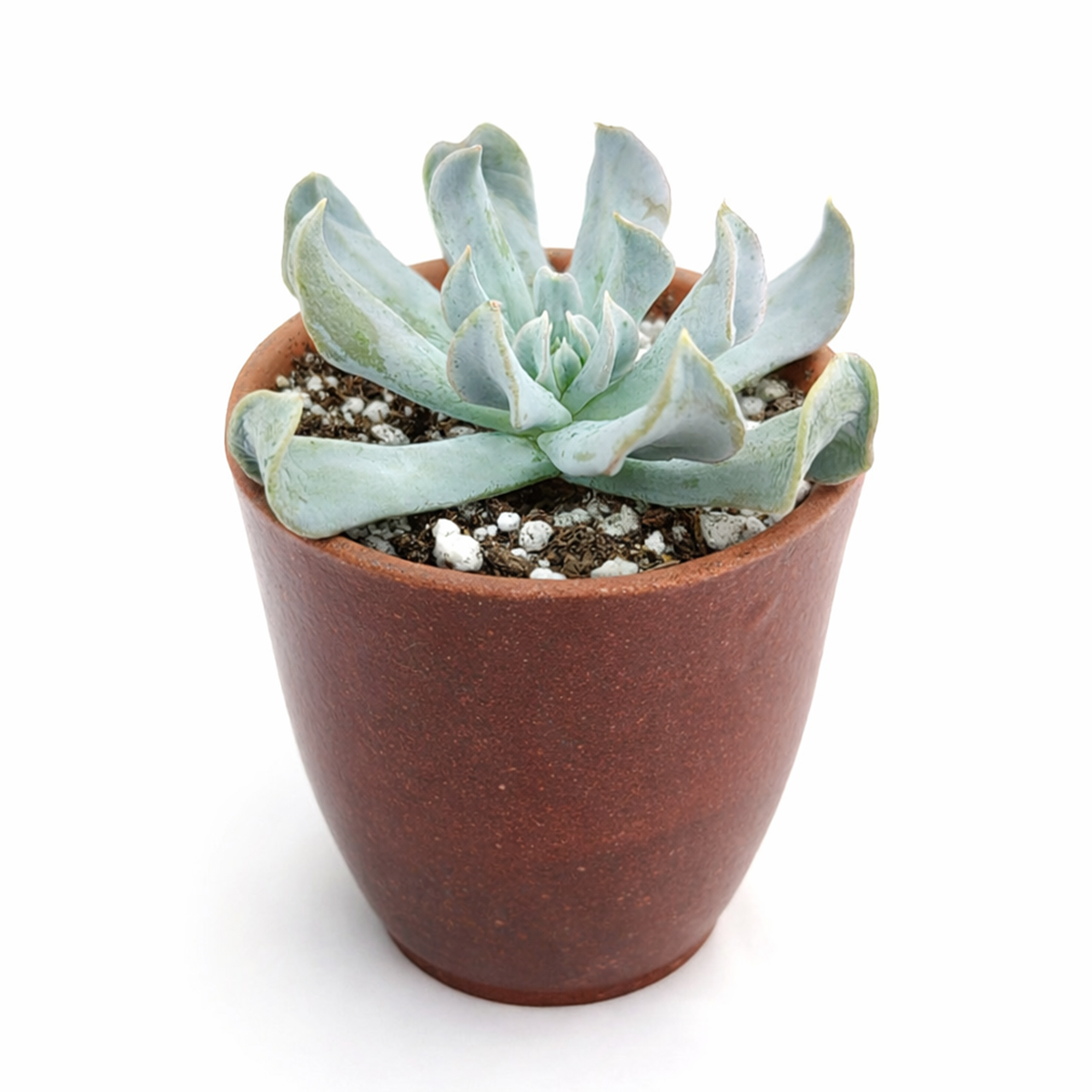 Buy Echeveria runyonii 'Topsy Turvy' 2 inch online. Echeveria runyonii 'Topsy Turvy' is a beautiful rosette-forming succulent with uniquely rolled leaves and a silvery blue-green appearance. It flourishes in bright light and well-draining soil while requiring very little maintenance. This attractive succulent complements modern home décor and plant collections.