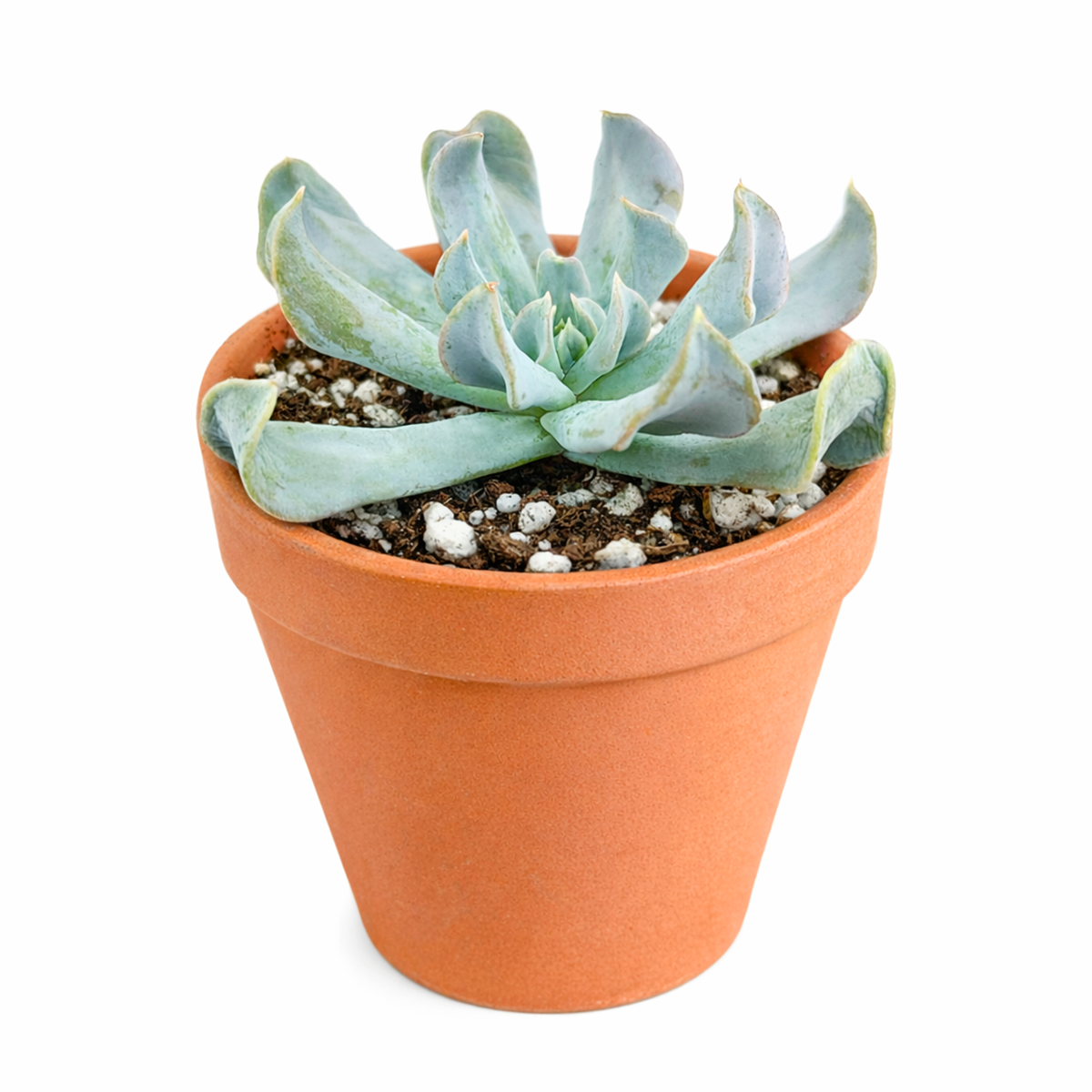 2 inch Echeveria runyonii 'Topsy Turvy' for sale. Echeveria runyonii 'Topsy Turvy' stands out with its curved, fleshy leaves and compact rosette shape. It enjoys sunny locations and infrequent watering, making it an easy-care indoor plant. This succulent is perfect for gifting or adding variety to your collection.