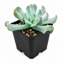 2 inch Echeveria runyonii 'Topsy Turvy' for sale. Echeveria runyonii 'Topsy Turvy' is admired for its distinctive twisted foliage and compact growth habit. It grows best in full sun to bright, indirect light and requires infrequent watering. This eye-catching succulent is ideal for beginners and collectors alike.