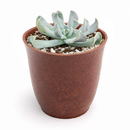 2 inch Echeveria runyonii 'Topsy Turvy' for sale. Echeveria runyonii 'Topsy Turvy' is admired for its distinctive twisted foliage and compact growth habit. It grows best in full sun to bright, indirect light and requires infrequent watering. This eye-catching succulent is ideal for beginners and collectors alike.