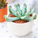 2 inch Echeveria runyonii 'Topsy Turvy' for sale. Echeveria runyonii 'Topsy Turvy' is admired for its distinctive twisted foliage and compact growth habit. It grows best in full sun to bright, indirect light and requires infrequent watering. This eye-catching succulent is ideal for beginners and collectors alike.