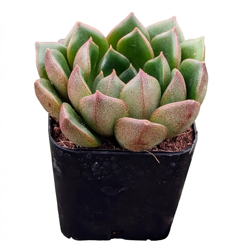 2 inch echeveria 'tortuga' live succulent for sale, deeply layered turtle-shell leaf pattern, rich green with warm edge tones, neat symmetrical rosette grower, thrives in bright light with minimal watering, striking addition to bamboo pot succulent collections and gift sets