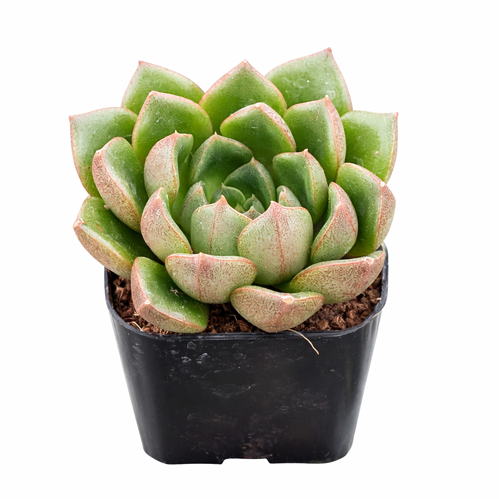 buy echeveria 'tortuga' live succulent 2 inch online, glossy green rosette with subtle bronze to pink leaf margins, compact low-growing form, easy care drought tolerant succulent, suits white modern pot tabletop decor, lovely gift for beginners and succulent fans alike