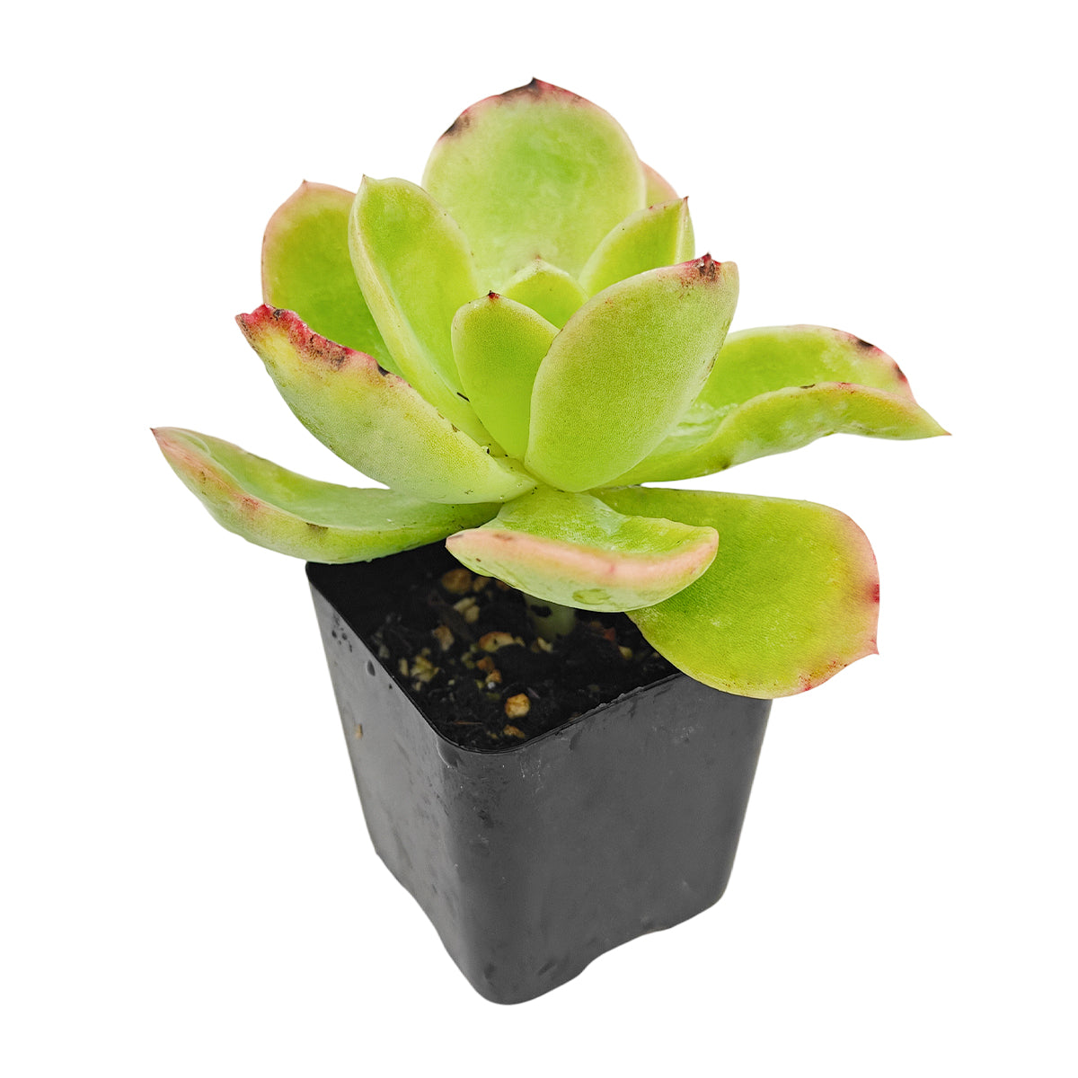 2 inch echeveria 'tulip' live succulent for sale, spring green rosette with gently curved wide leaves resembling tulip petals, light airy open growth form, pink tips develop in direct sunlight, low maintenance and pet friendly, a beautiful gift for plant enthusiasts in a clay pot