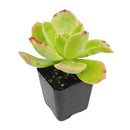 2 inch echeveria 'tulip' live succulent for sale, soft fleshy spring green leaves curving outward in a relaxed open rosette, delicate pink tips in direct sunlight, drought tolerant slow grower for windowsills and container gardens, beginner friendly and pet safe, an elegant and thoughtful gift in a bamboo pot